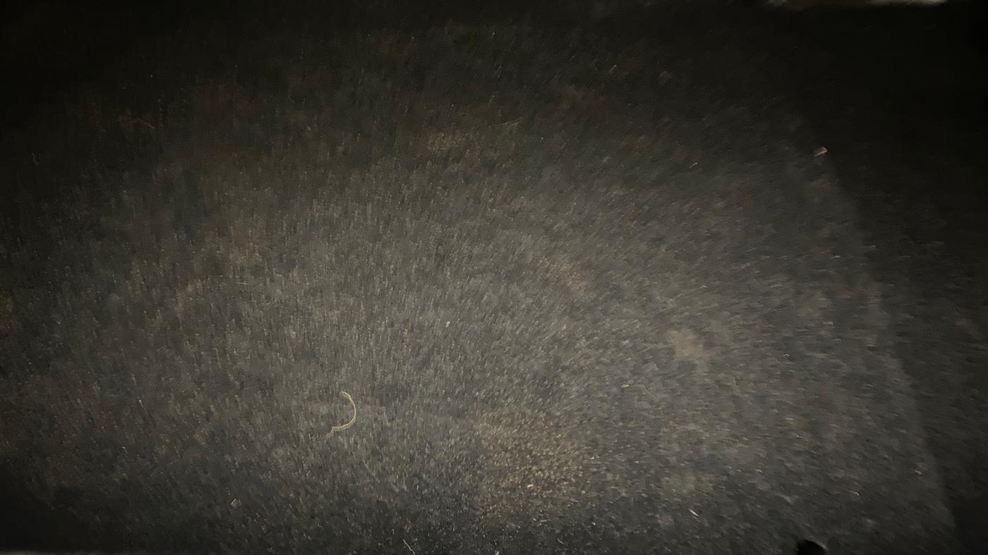 2023 Maruti Baleno ZETA PETROL 1.2, Petrol, Manual, 77,776 km, Boot Inside