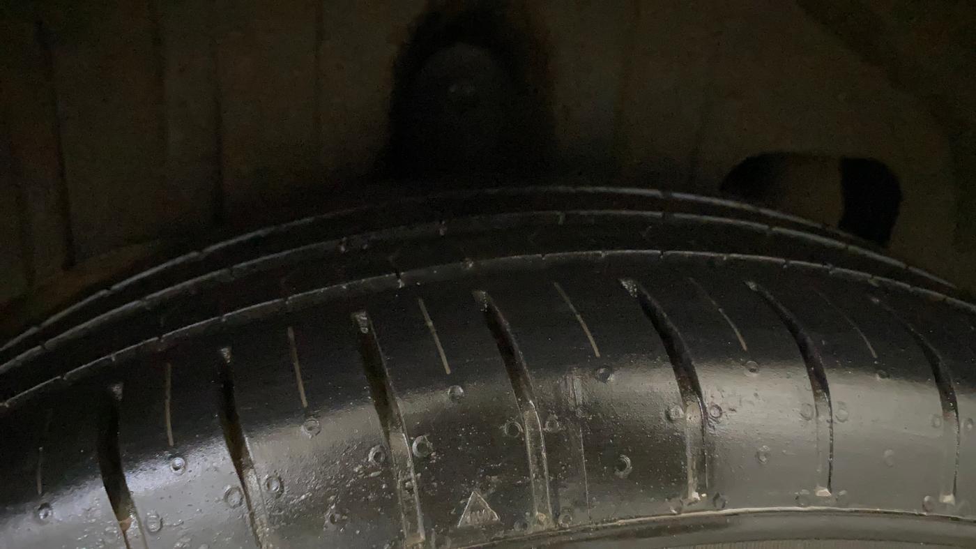 2022 Mahindra XUV300 W8 (O) 1.2 PETROL AMT, Petrol, Automatic, 39,378 km, Right Rear Tyre Tread