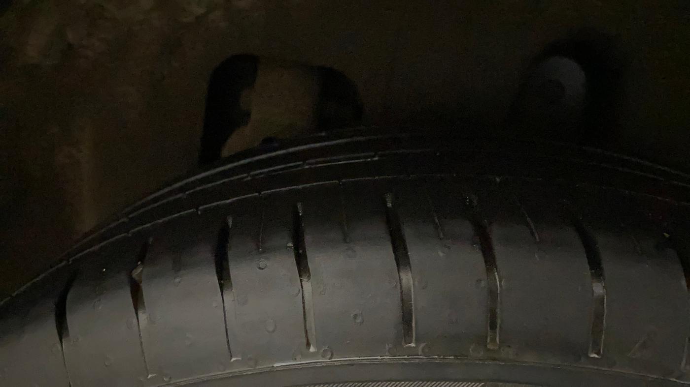 2022 Mahindra XUV300 W8 (O) 1.2 PETROL AMT, Petrol, Automatic, 39,378 km, Left Rear Tyre Tread